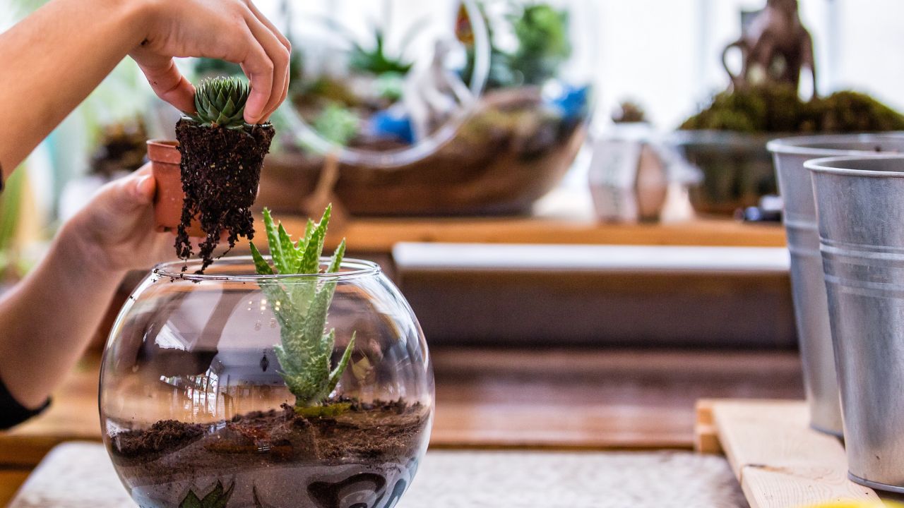 removing plants from terrarium to add a drainage layer