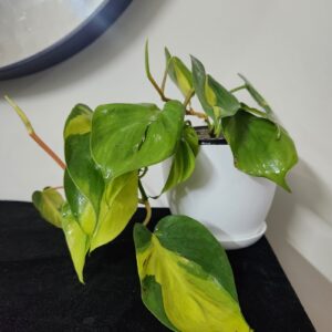 Philodendron Brasil