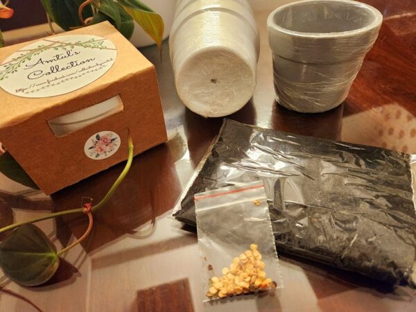 Seedling Kits