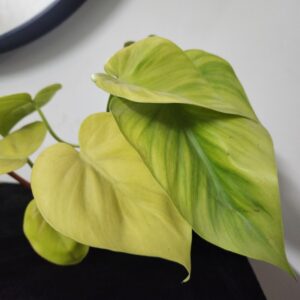 neon Money Plant- Neon Pothos