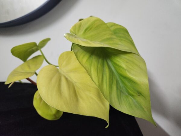 neon Money Plant- Neon Pothos