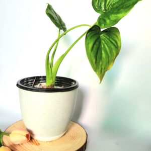 Alocasia Green with Plant Pot