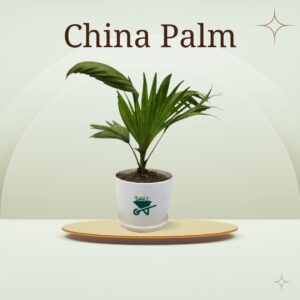 China Palm plant pots in pakistan