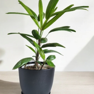 Lady Palm in black pot live plant in pot