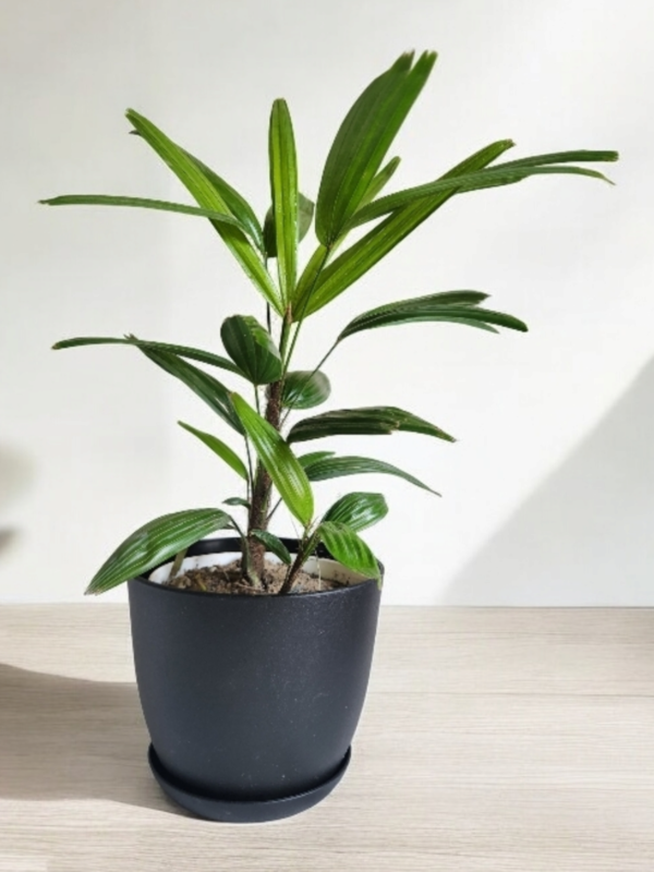 Lady Palm in black pot live plant in pot