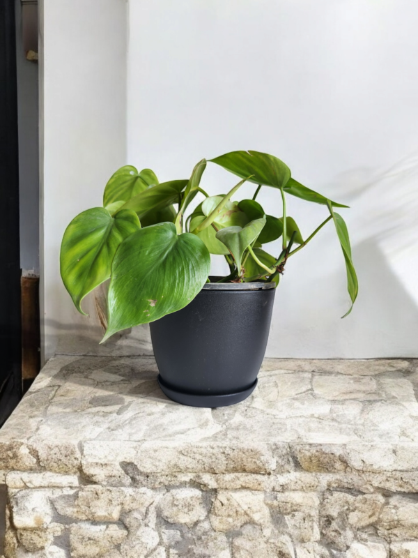 Philodendron Cordatum, Sweetheart with Pot - Image 3