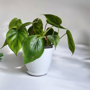 Philodendron Cordatum in white planter