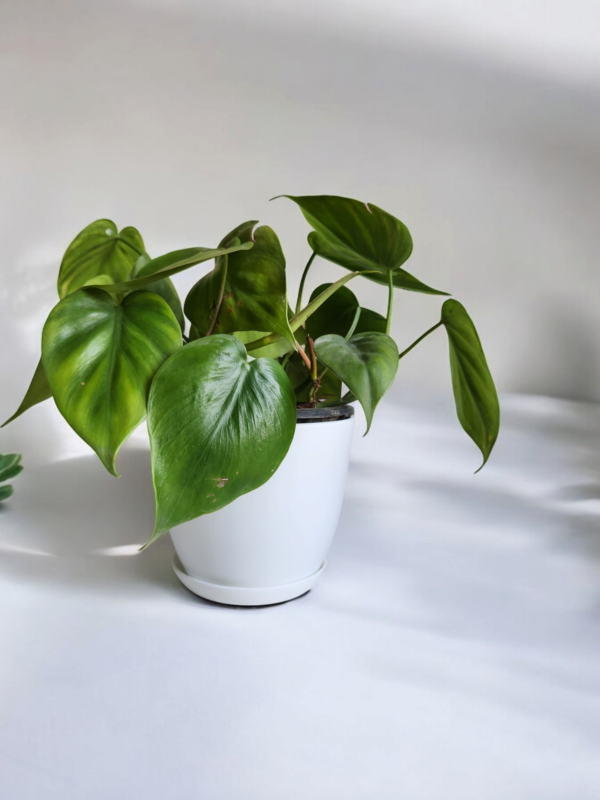 Philodendron Cordatum in white planter