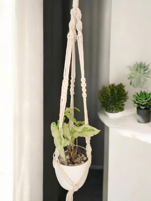 Set of 3 (Lady Palm, Jade and Macrame Plant Hanger) - Image 3