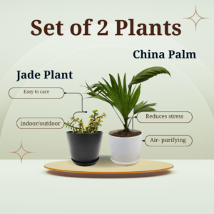 Set of 2 Plants (China Palm & Jade)