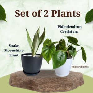 Set of 2 Plants (Snake plant & Philodendron Cordatum)