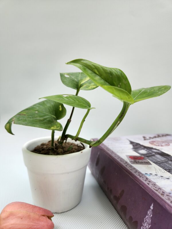 Golden Pothos, Money Plant with Pot