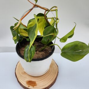 philodendron Brasil in white pot. buy plants