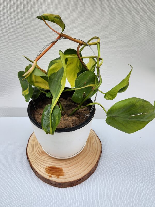 philodendron Brasil in white pot. buy plants