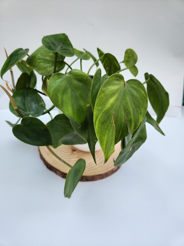 Philodendron Cordatum, Sweetheart with Pot - Image 2