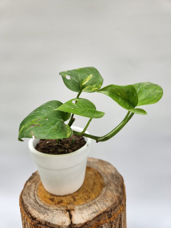 Golden Pothos, Money Plant with Pot - Image 2