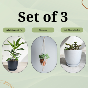 set of 3 lady palm, jade plant, macrame plant hanger