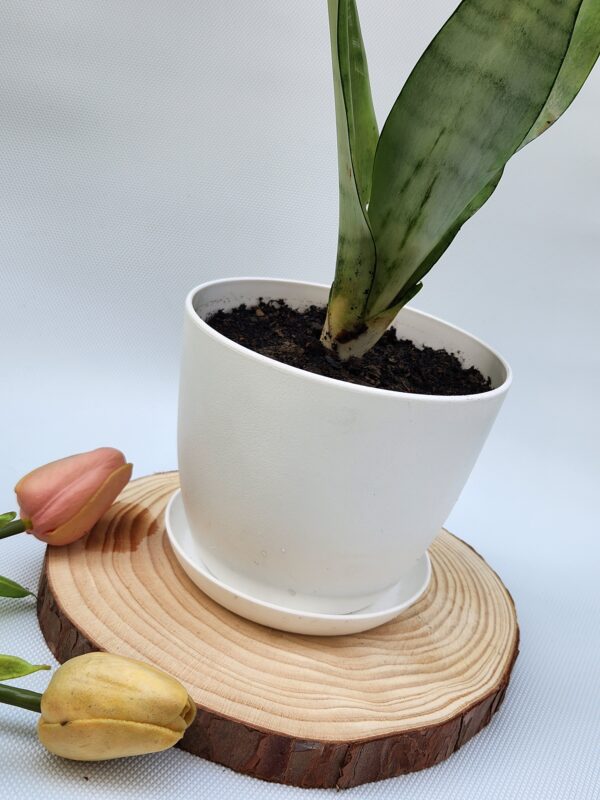 Snake Moonshine Plant with Pot - Image 3