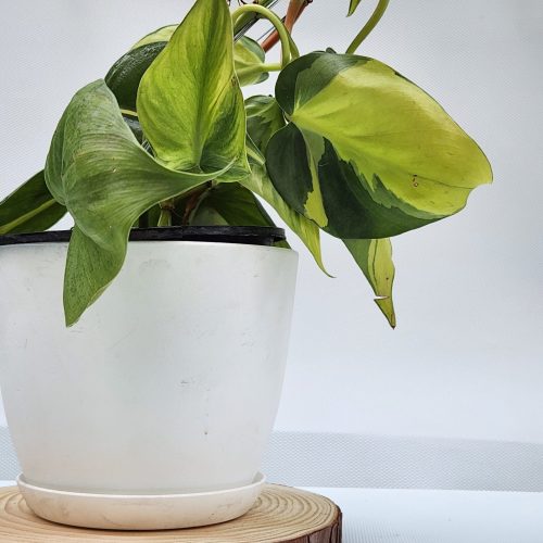 Philodendron Brasil